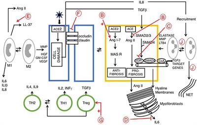 New Roles for Vitamin D Superagonists: From COVID to Cancer